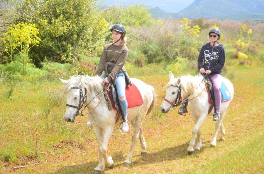 Kusadasi: Beach and Forest Horse Riding Tour - Through pine trees and olive groves