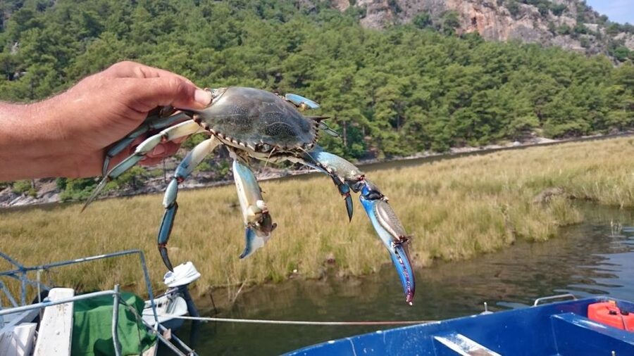 Marmaris: Dalyan Turtle Beach Tour with Mud Bath & Lunch - Guides, group mood, and the overall pace