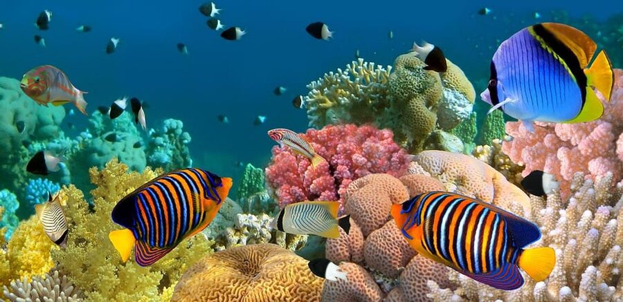 Marmaris: Scuba Diving with a Qualified Instructor - What the $43 price really covers