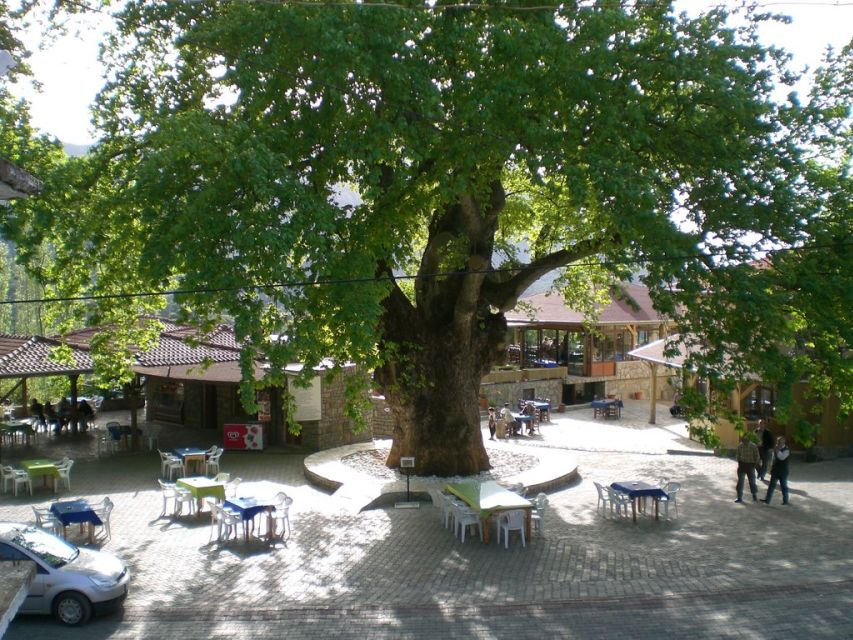Marmaris Village Tour, Turgut Waterfalls and Mermaid Sand - Turgut’s old trees and a quieter pause