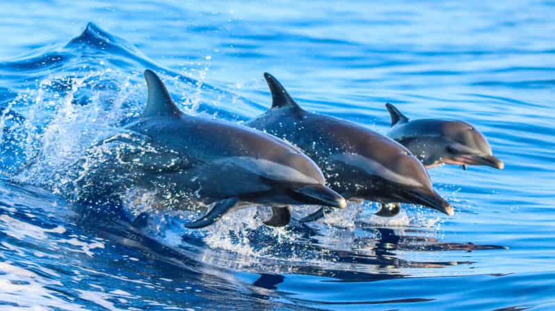 Side: Dolphin Island Boat Trip with Lunch & Unlimited Drinks - From your hotel to Kumköy Beach