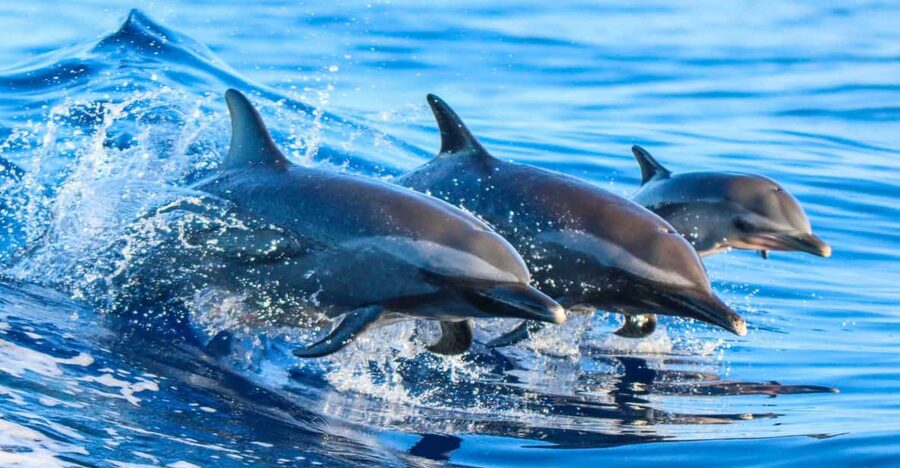Side: Dolphin Island Boat Trip with Lunch & Unlimited Drinks - Swimming where river meets sea