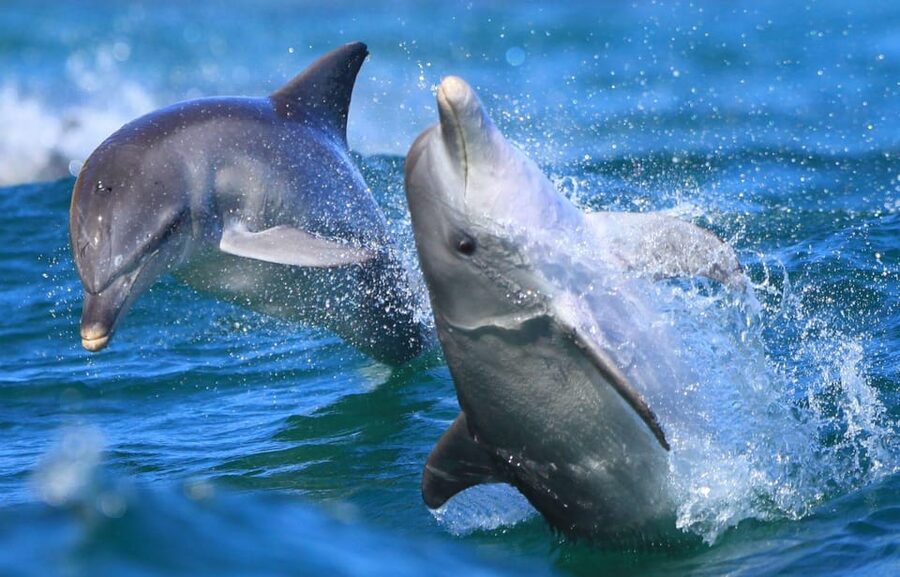 Side: Dolphin Island Boat Trip with Lunch & Unlimited Drinks - Soft drinks, paid extras, and the bar