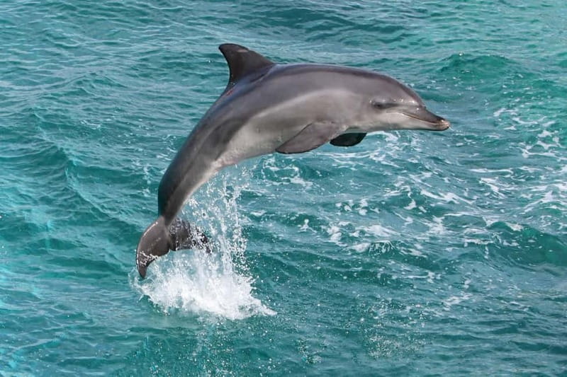 Side: Dolphins Island Cruise with Swimming Stops and Lunch - Where the river meets the Mediterranean