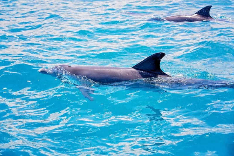 Side: Pirate Boat Trip with Lunch & Swimming Stops - Dolphins, Turtles, and the Coastal View