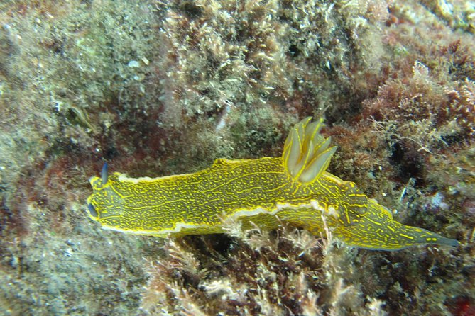 Side: Scuba Diving Under Water Museum - Lunch with chicken or fish