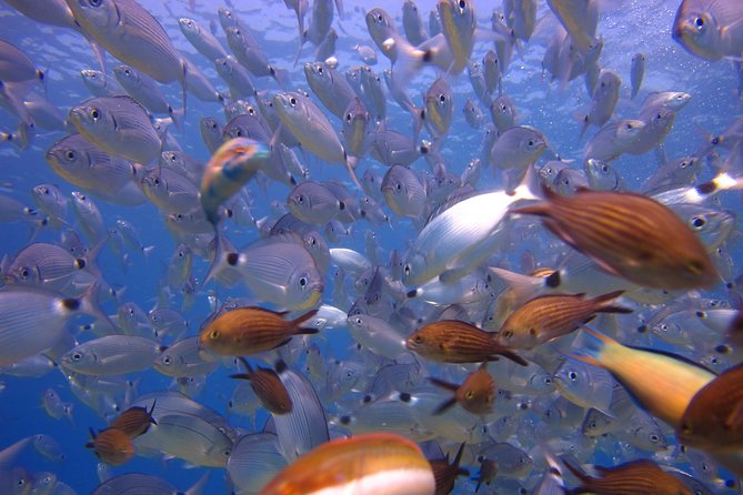 Side: Scuba Diving Under Water Museum - Staff support and safety on the water