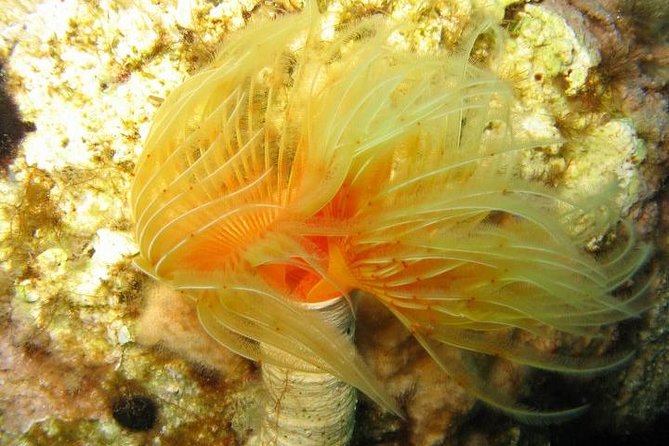 Side: Scuba Diving Under Water Museum - Booking, cancellation, and timing advice