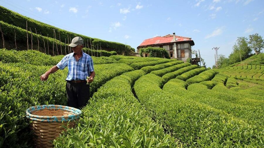 Trabzon: Uzungöl Group Tour, Explore The Nature & Taste Tea - Starting in Trabzon with a practical pickup system